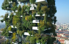 'Khu rừng thẳng đứng'