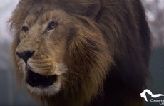 Mỹ: Sư tử sổng chuồng, giết chết thực tập sinh