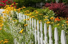 Mê mẩn những hàng rào tuyệt đẹp bằng hoa