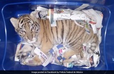 Gửi chuyển phát nhanh... cả con hổ còn sống