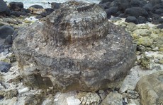 Ngắm khu nghĩa địa san hô hóa thạch 6 ngàn năm tuổi trên đảo Lý Sơn
