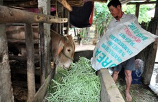 Nước mắt người trồng rau ngày mùng 3 Tết