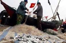 Ngư dân Sầm Sơn trúng đậm “lộc biển” ngày đầu năm mới