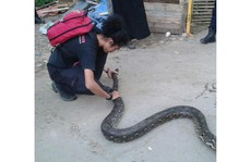 Sống chung với rắn ở Jakarta