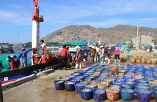 Ngư dân Ninh Thuận trúng đậm cá cơm sau Tết