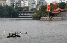 Trầm trồ nhìn đàn thiên nga xuất hiện giữa Hồ Gươm