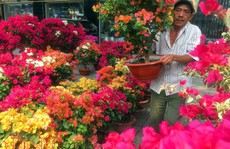 Hoa cảnh, cây kiểng trưng Tết 'tràn' về phố Sài Gòn
