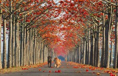 15 con đường khiến bạn tin rằng cổ tích là có thật