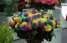 Ngắm hoa hồng 7 màu, hoa lan mini tại triển lãm quốc tế về nông nghiệp