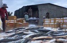 Ngư dân Quảng Ngãi trúng mẻ cá hiếm trị giá một tỷ đồng