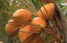 Độc đáo vườn dừa hai màu vàng cam tại TP HCM