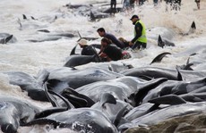 Úc: Hơn 100 con cá voi mắc cạn, phơi xác trên bãi biển