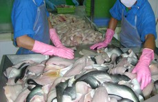 Gần 600 tỉ đồng đầu tư sản xuất cá tra giống chất lượng cao cho ĐBSCL
