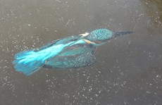Châu Âu lạnh buốt, chim bói cá đóng băng dưới lòng kênh
