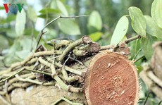 “Bão” nông sản rớt giá đang đến với người trồng hồ tiêu