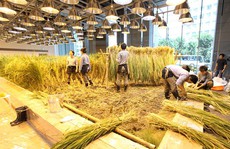 Ruộng lúa chín vàng óng trong văn phòng công ty Nhật