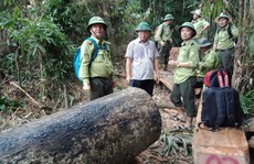Rừng tan hoang, hạt trưởng kiểm lâm ở Quảng Nam mất chức