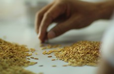 Thương mại hóa 2 giống lúa mới chịu được mặn và kháng bệnh