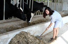 Lên Mộc Châu thử làm nông dân chăn nuôi bò sữa