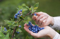 Bị cạnh tranh, Peru chuyển hướng sang việt quất organic