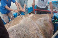 Ngư dân Bình Thuận câu được cá ó sao 'khủng' hơn 120 kg
