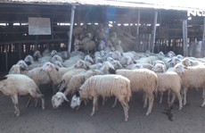 Mới đầu mùa hạn, cừu Ninh Thuận đã chết hàng loạt