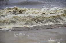 Phát hiện tảo giáp trong khu vực biển đổi màu bất thường ở Đà Nẵng