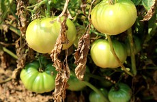 Nghề trồng cà chua 'cắm rễ' trên cát trắng