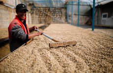 Thị trường cà phê Việt nằm trong tay ai?