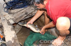 Quái kiệt săn cá ngát trên sông Hàm Luông