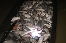 Công an điều vụ trên 450 tấn cá nuôi bè chết trên sông La Ngà