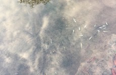 Cá chết 'trắng' con suối chảy qua động Thiên Đường