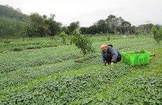Nông nghiệp hữu cơ không chỉ có 'sạch'