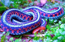 Gặp 10 loài rắn này bạn phải chạy thật nhanh nếu muốn sống