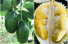 Càn quét thoả thích vườn trái cây chỉ với 50.000 đồng