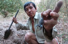 'Khóc thét' với đặc sản có nọc độc vùng Bảy Núi