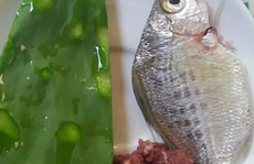 Về miền Trung ăn canh xương rồng vừa ngon vừa lạ