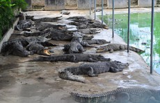 Người nuôi cá sấu 'được cứu'