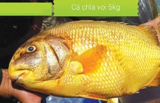 Bắc-anh vũ, Nam-chìa vôi 'đắt xắt ra miếng'