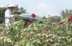 Người sở hữu hơn 40.000 chậu hoa hồng