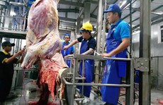 Bò Úc hết thời nuôi sao cũng lãi