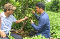 Chuyện lạ về 'vua bơ' Tây Nguyên