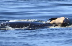 Cảm động cá voi sát thủ đau buồn vì con chết