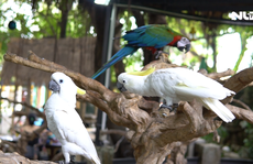 Cà phê với vẹt ở TP HCM