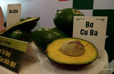 Bơ sẽ là 'cây tỉ đô' mới của Tây Nguyên?
