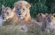 Sư tử giết chết nhóm săn trộm trong khu bảo tồn