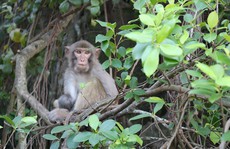 Có một “Hoa quả sơn” – Vương quốc của loài khỉ trên vịnh Hạ Long