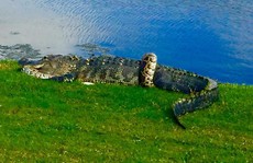 Cận cảnh cá sấu và trăn 'quấn quýt' trên sân golf