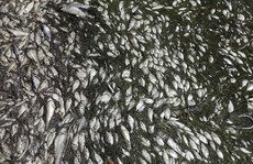 Mỹ: Thủy triều đỏ khiến 300 tấn cá phơi xác