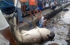 Hãi hùng cảnh lôi xác cá nhám voi ra khỏi vùng nước ngập ngụa rác